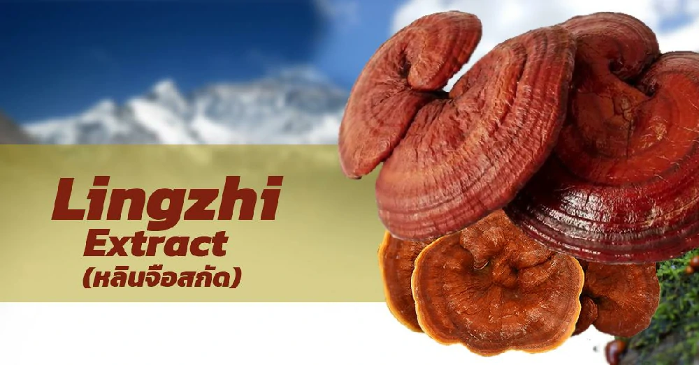 เห็ดหลินจือ (Reishi)