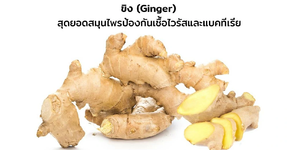 ขิง (Ginger)