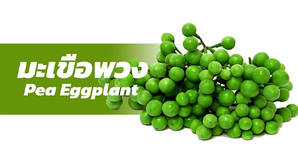 มะเขือพวง (Pea Eggplant)