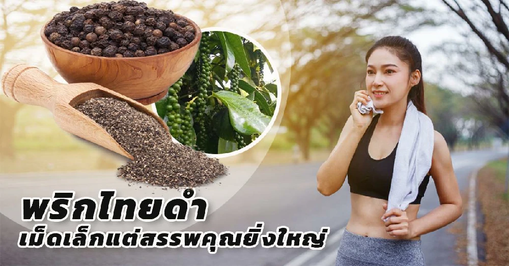 พริกไทยดำสกัด Black Pepper