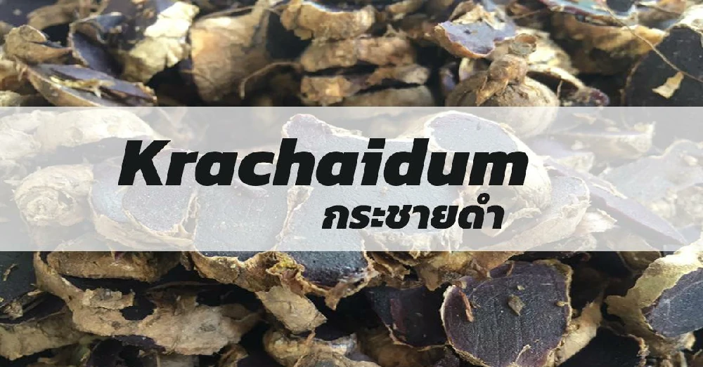 กระชายดำ (Krachaidum)