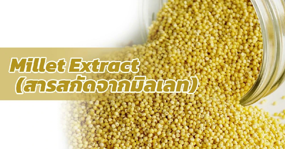 สารสกัดจากมิลเลท Millet Extract