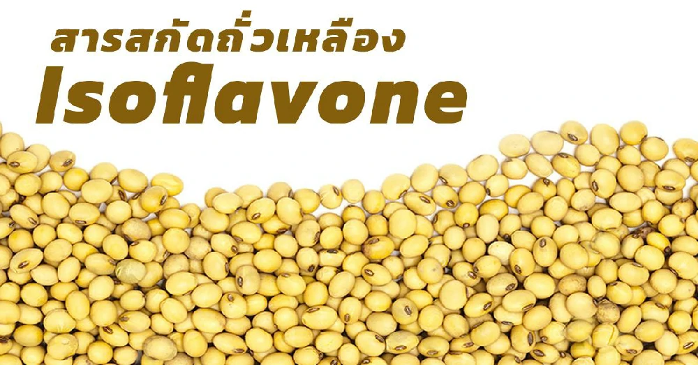 สารสกัดถั่วเหลือง Isoflavone