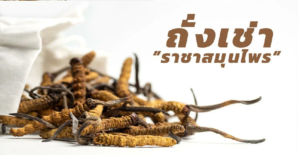 ถั่งเช่า (Cordyceps)