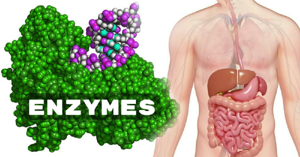 เอ็นไซม์ (Enzymes)
