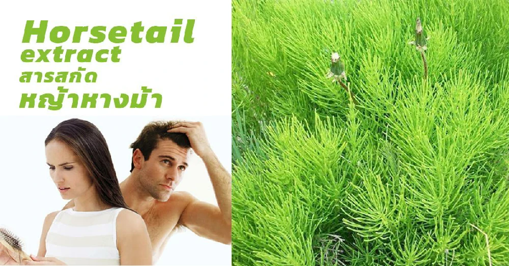 สารสกัดหญ้าหางม้า (Horsetail extract)