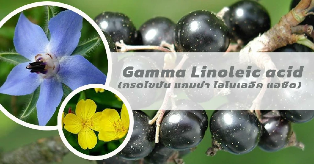 กรดไขมันแกมม่า ไลโนเลอิค แอซิดGamma Linoleic acid 