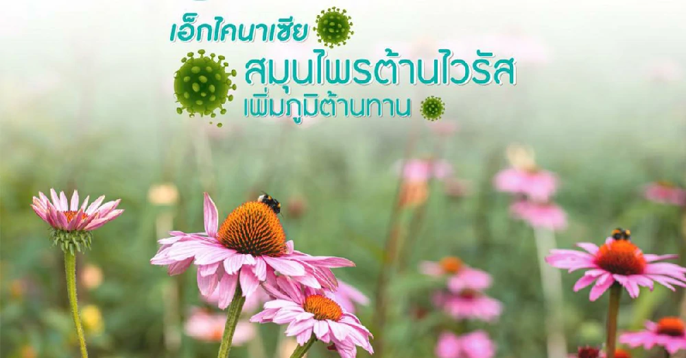 สารสกัดเอคไคเนเชีย (Echinesia)