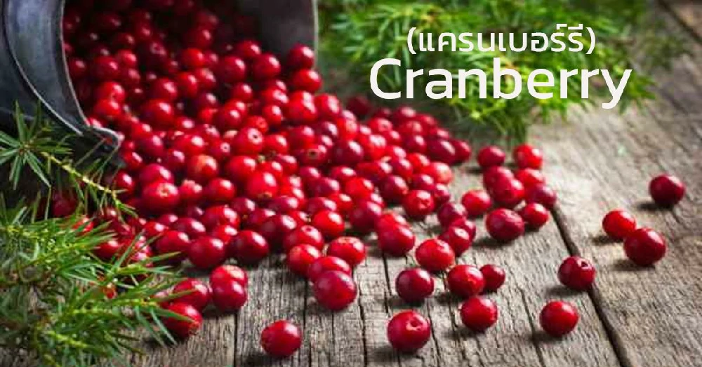 แครนเบอร์รี่ (Cranberry)