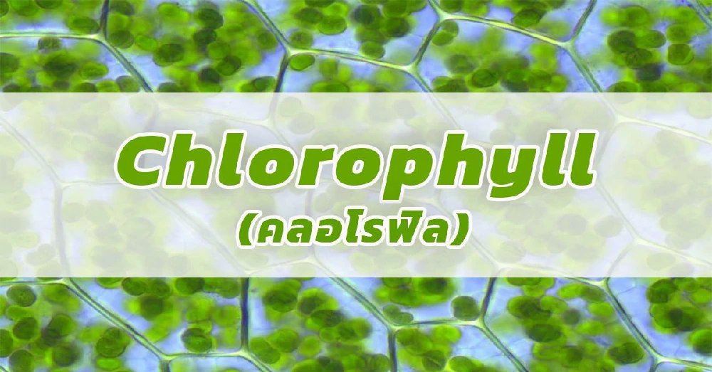 Chlorophyll (คลอโรฟิล)