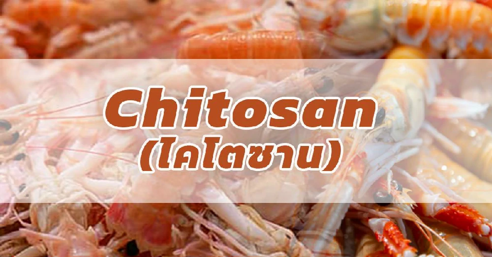 ไคโตซาน (Chitosan)