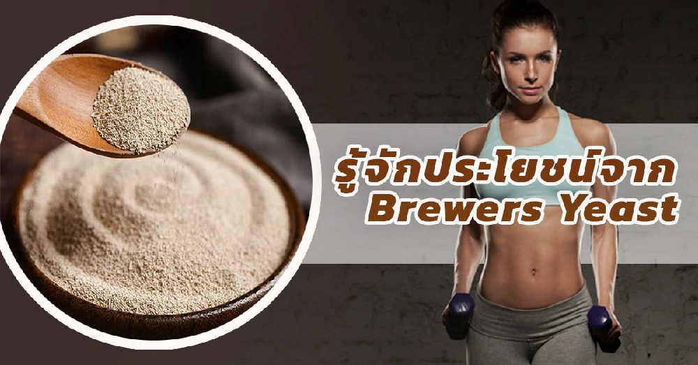 บรีเวอร์ยีสต์ Brewer Yeast