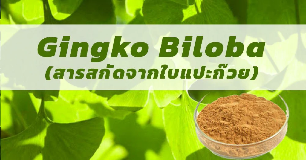 Gingko Biloba สารสกัดจากใบแปะก๊วย