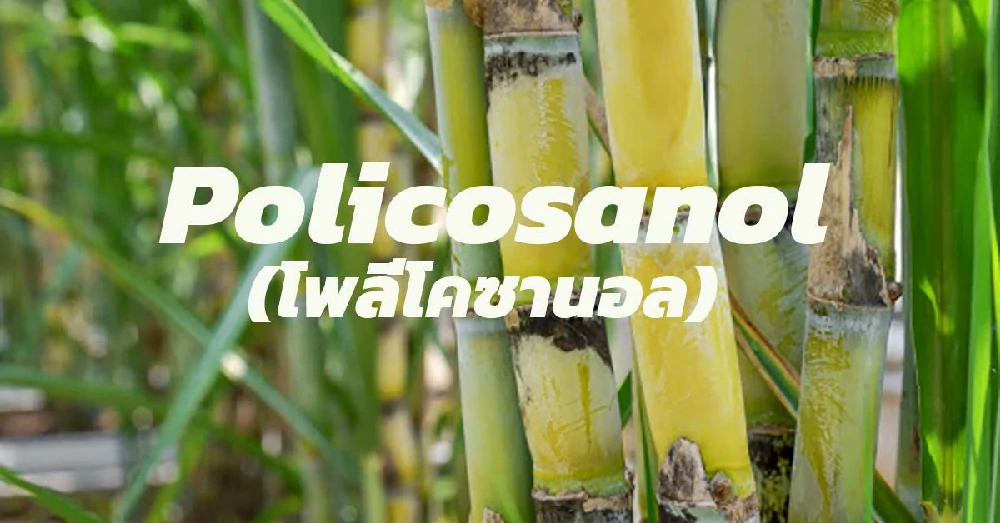 โพลีโคซานอล (Policosanol)