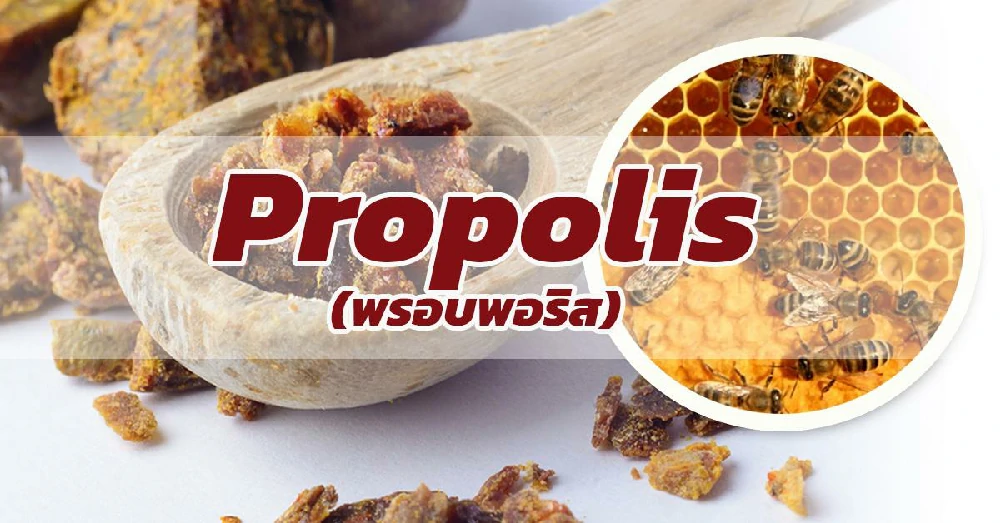 พรอบพอริส (Propolis)