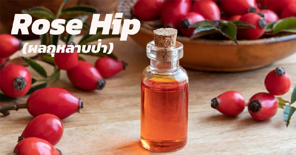 ผลกุหลาบป่า (Rose Hip)