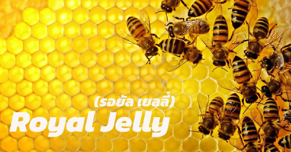รอยัลเยลลี่ Royal Jelly