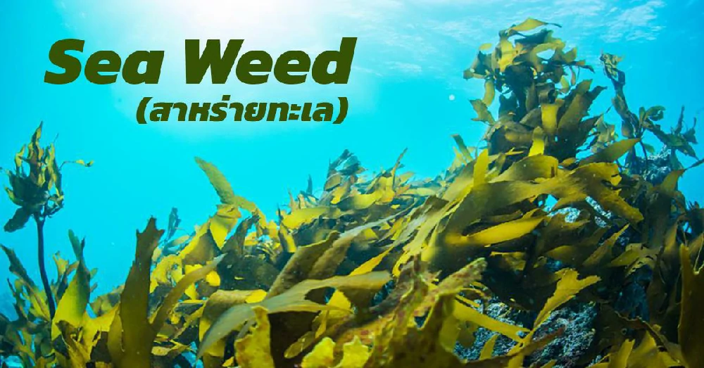 สาหร่ายทะเล SeaWeed
