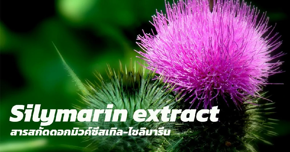 สารสกัดดอกมิลค์ทิสเซิล (Silymarin extract)