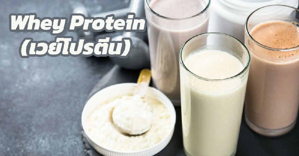 เวย์โปรตีน (Whey Protein)