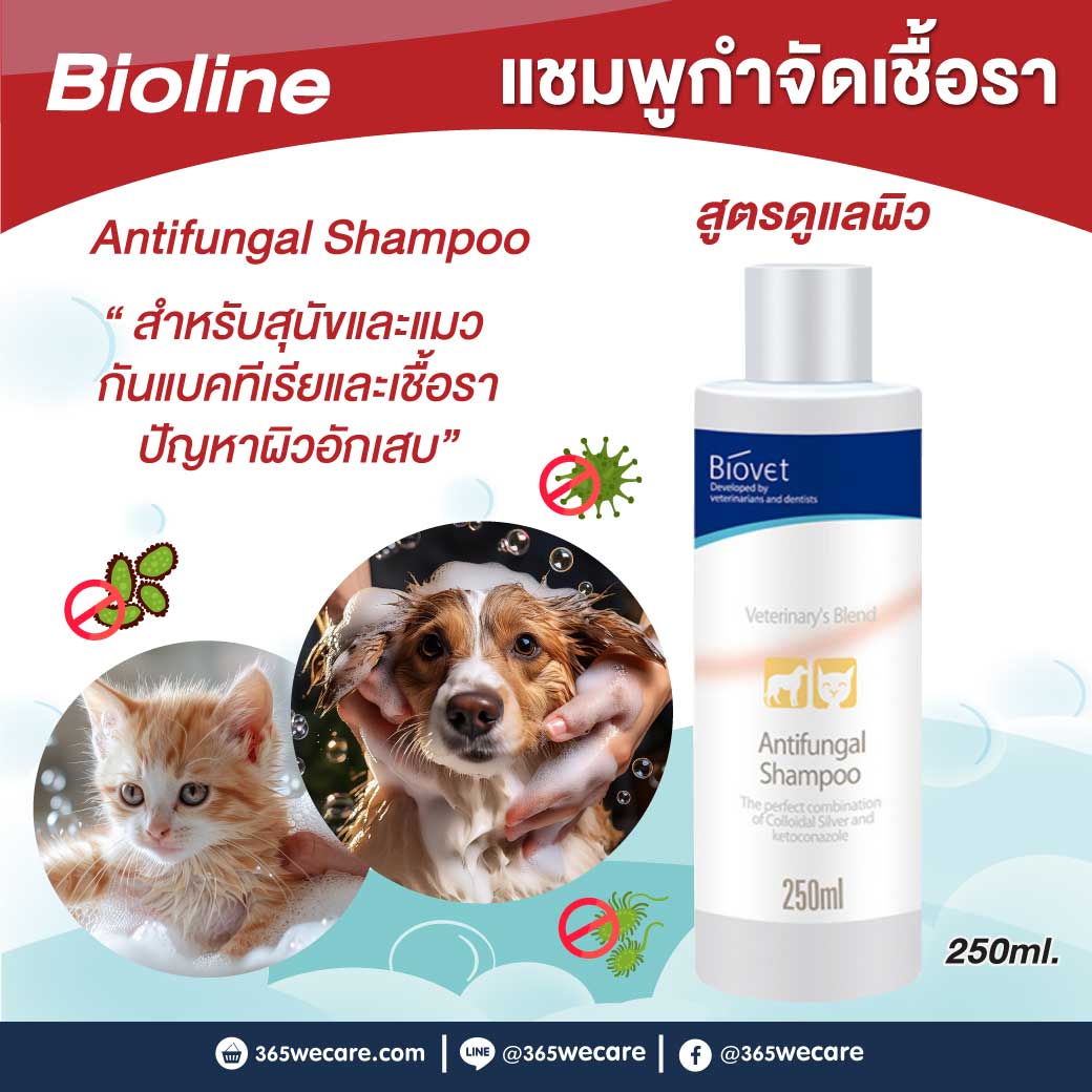 BIOLINE Biovet Antifungal Shampoo 250ml. ไบโอไลน์ แชมพูอาบน้ำ สุนัขและแมว สูตรกำจัดเชื้อรา